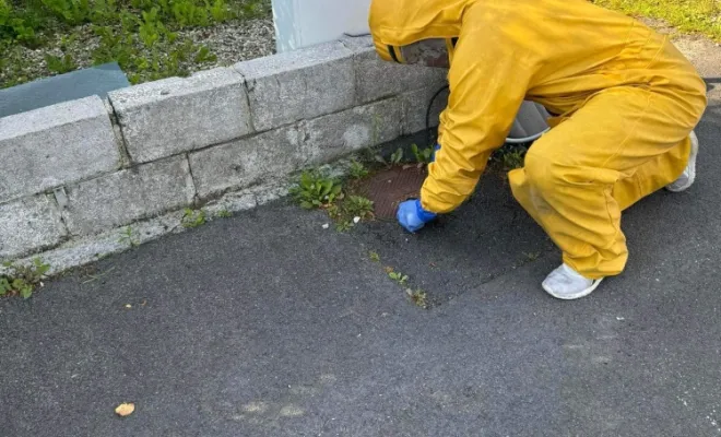 Désinsectisation nid de Frelons Européens à Rousies, Maubeuge, Destru Nuisibles