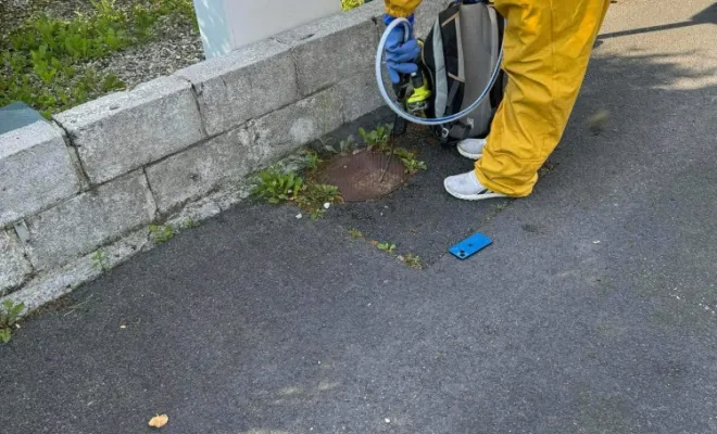 Désinsectisation nid de Frelons Européens à Rousies, Maubeuge, Destru Nuisibles