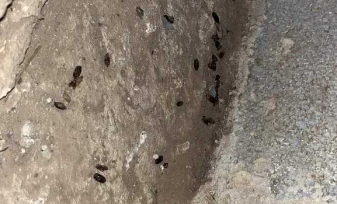 Dératisation dans une ferme à Ferriere La Petite, Maubeuge, Destru Nuisibles